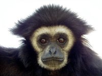 GIBBON avatar